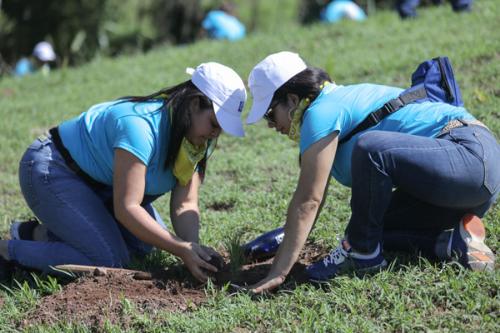 Empleados del Popular siembran más de seis mil árboles en Santiago